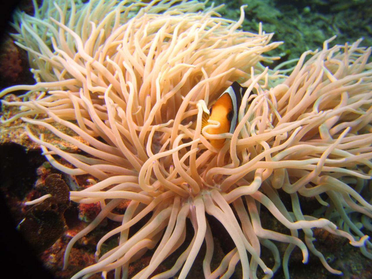 ホテル Alam Mimpi Bali テジャクラ エクステリア 写真